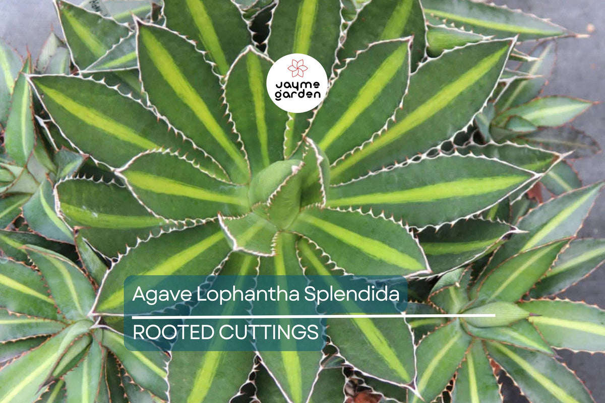Rare Agave Lophantha 'Splendida' Starter Plant - 3" Tall Center Stripe Succulent - Drought-Tolerant & Hardy Agave for Xeriscaping