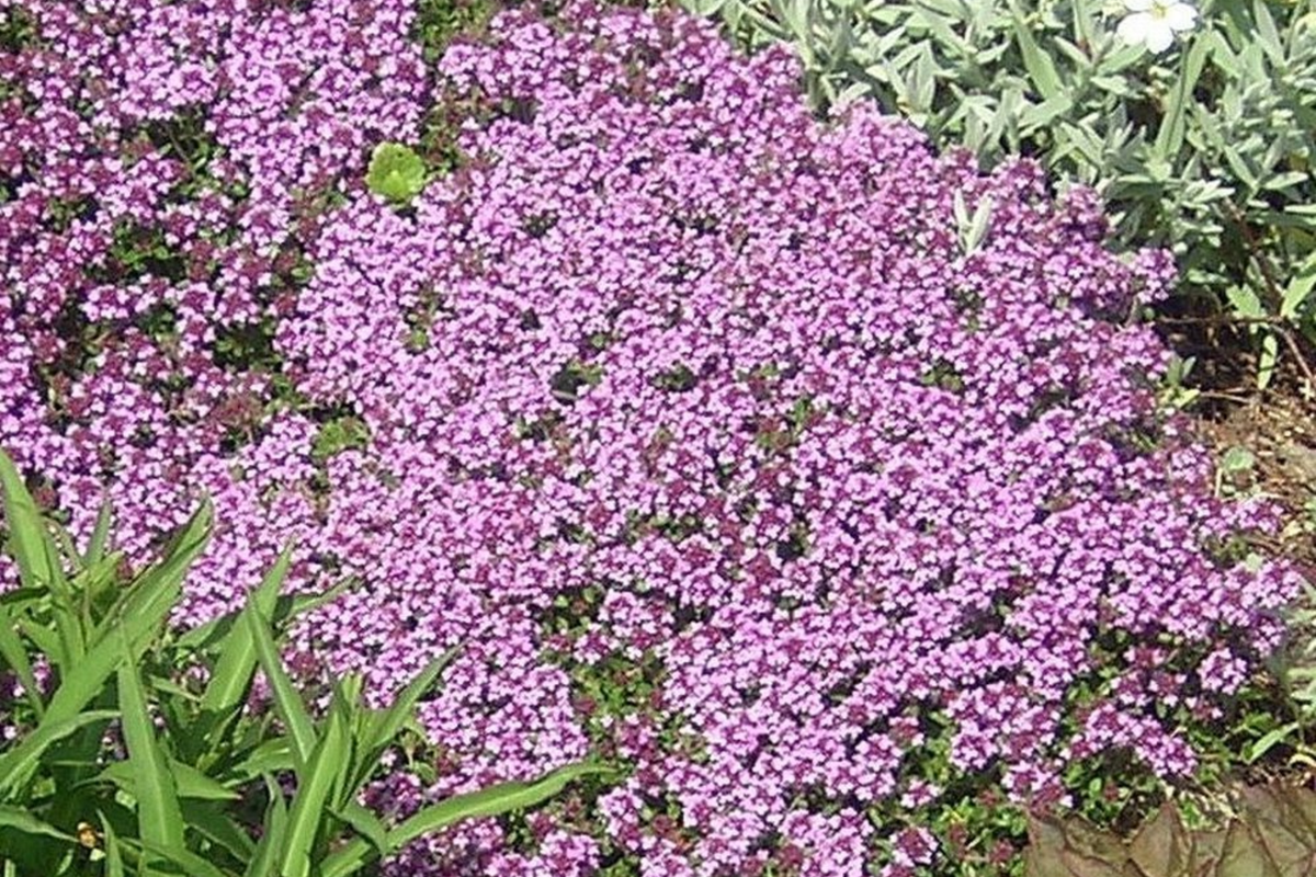 Creeping Elfin Thyme Seeds - 5,000 Count - Low-Growing Ground Cover for Rock Gardens
