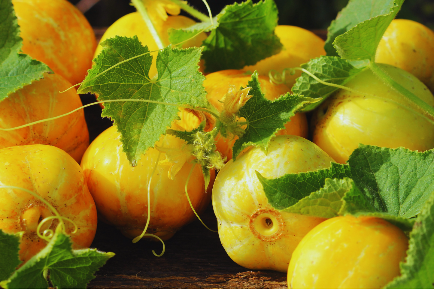 Lemon Cucumber Seeds - 50+ Non-GMO Seeds for Home Gardening | Cucumis sativus