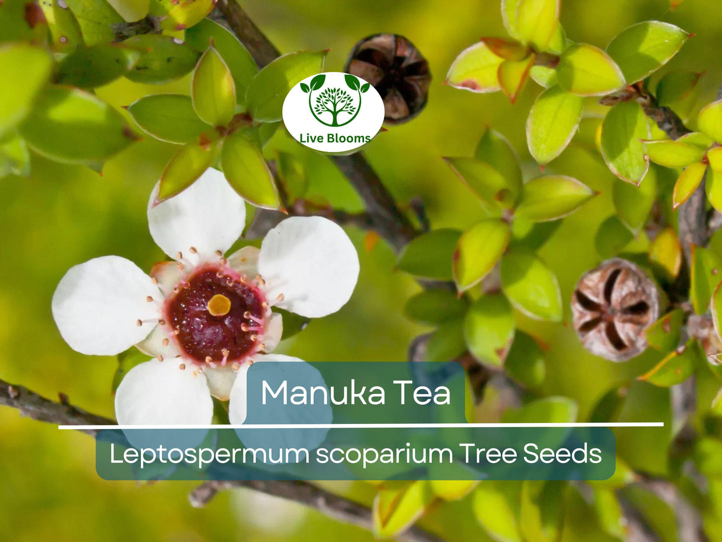 100 Manuka Tea Tree Seeds (Leptospermum scoparium) - Hardy Aromatic Honey Bush from New Zealand