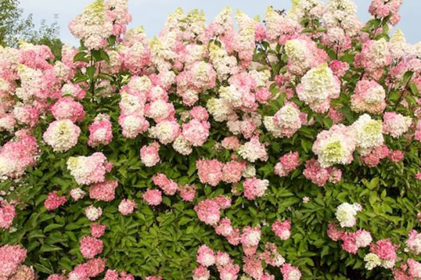 Vanilla Strawberry Hydrangea Flower Seeds Mix – Perennial Hydrangea paniculata for Garden, Borders, Containers