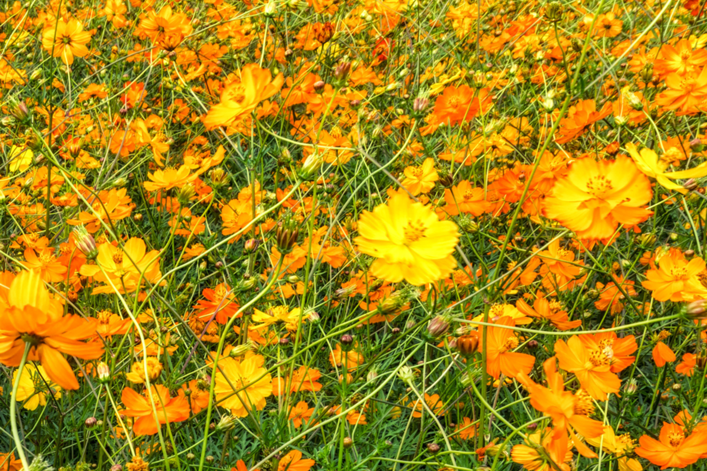 Bright Lights Cosmos Seeds | Non-GMO Annual Flower Seeds | Cosmos bipinnatus