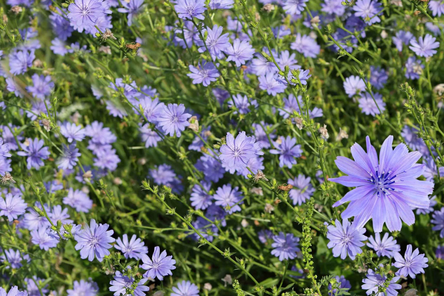 Chicory Seeds - Organic Non-GMO Heirloom Cichorium intybus for Salad, Coffee, Tea | 100 Pack