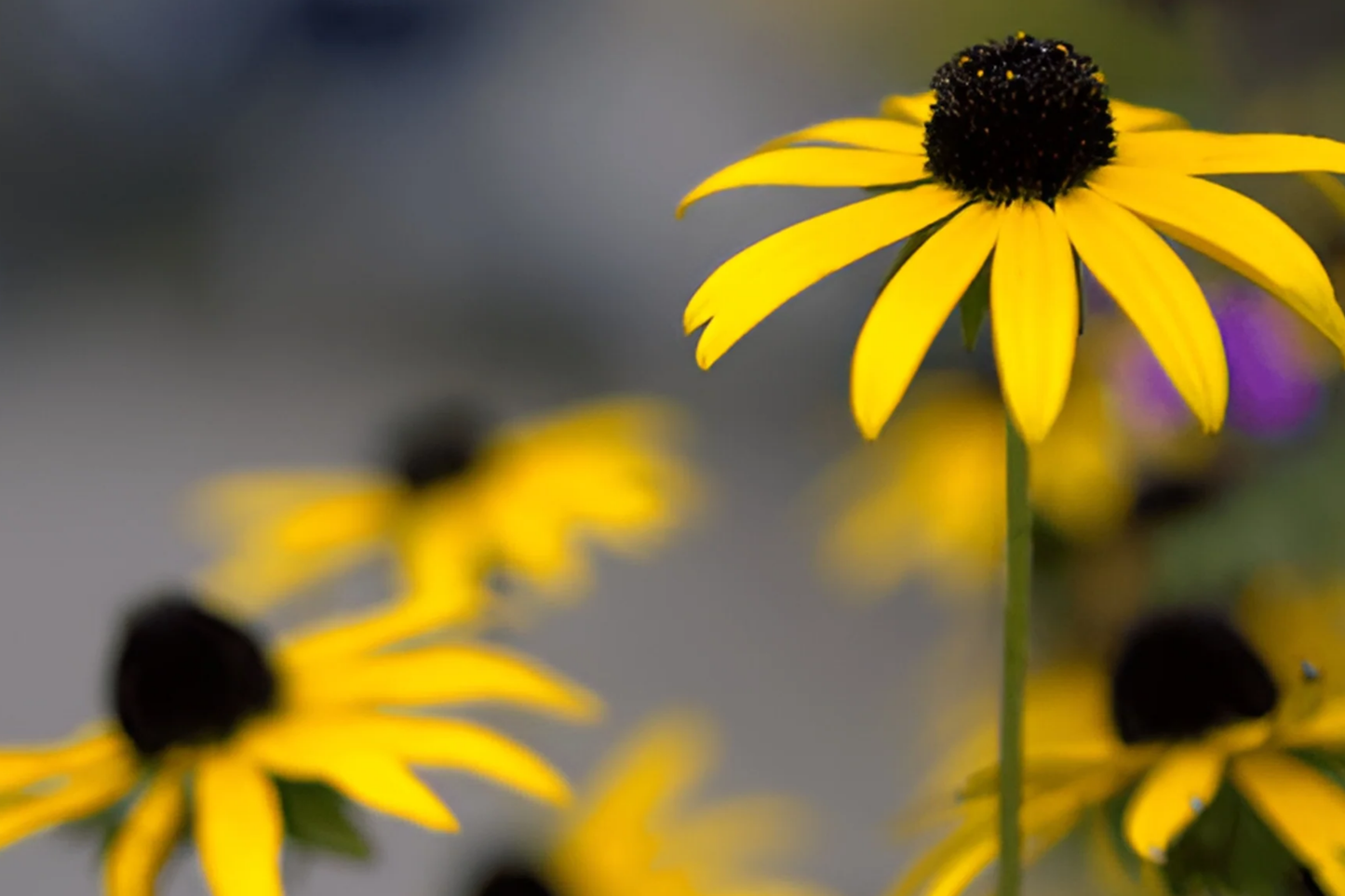 Black Eyed Susan Flower Seeds - 500+ Non-GMO Rudbeckia hirta Seeds for Garden