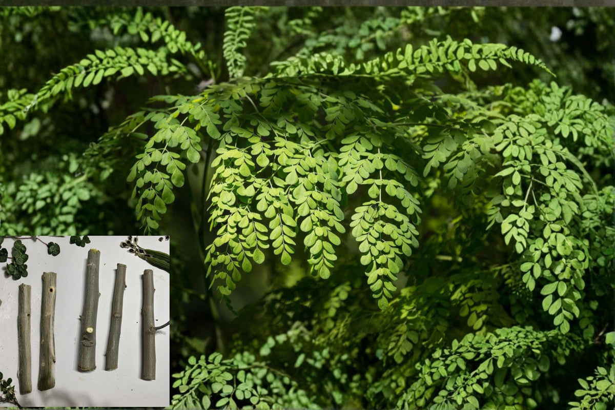 Moringa Cuttings 6 Pack 8-10 Inch Organic Drumstick Tree Moringa oleifera for Propagation