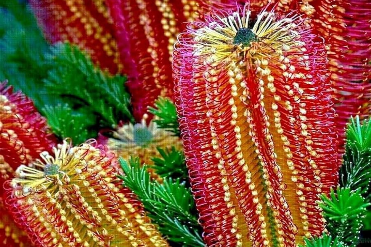 Banksia ericifolia "Little Eric" Seeds - Rare Lantern Fireworks Flowering Plant for Gardens and Containers