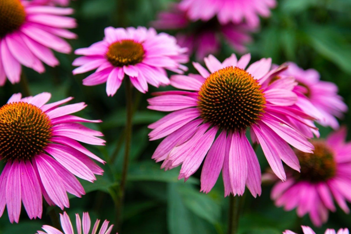 Echinacea purpurea Seeds - 300+ Annual Flower Seeds for Garden, Purple Coneflower, Pollinator Attracting, Easy to Grow