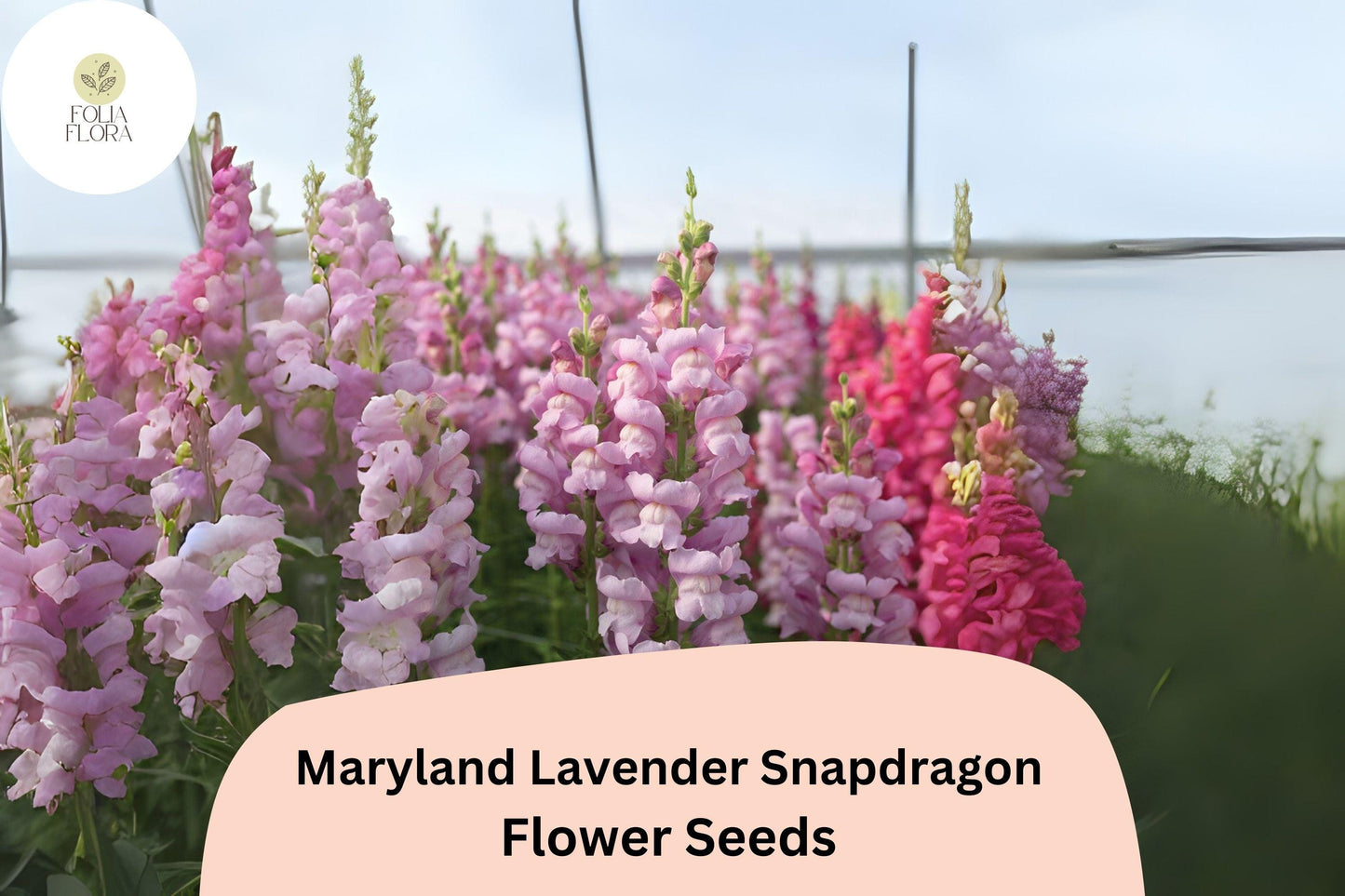 Antirrhinum majus Maryland Lavender Snapdragon Seeds – 1000+ Lavender Blooms for Garden & Cut Flowers
