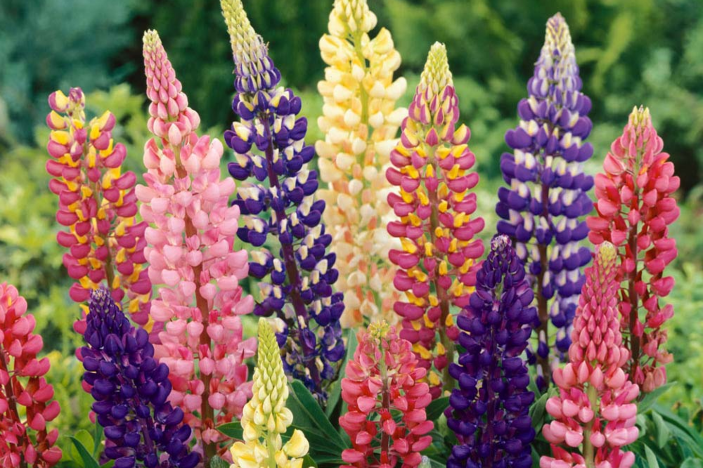 Pixie Delight Lupine Seeds 50-1000 Non-GMO Lupinus polyphyllus for Gardens, Borders & Pollinator Attracting