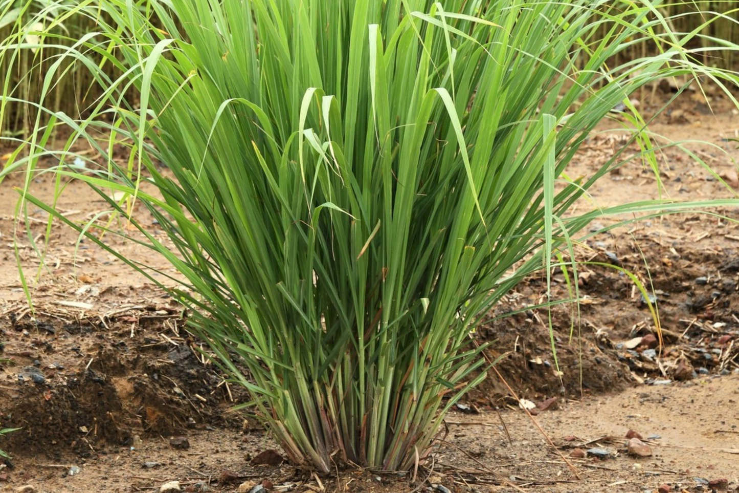 Lemongrass Stalks Plugs - Live Cymbopogon Sereh Plant - 2 Healthy Herb Stalks