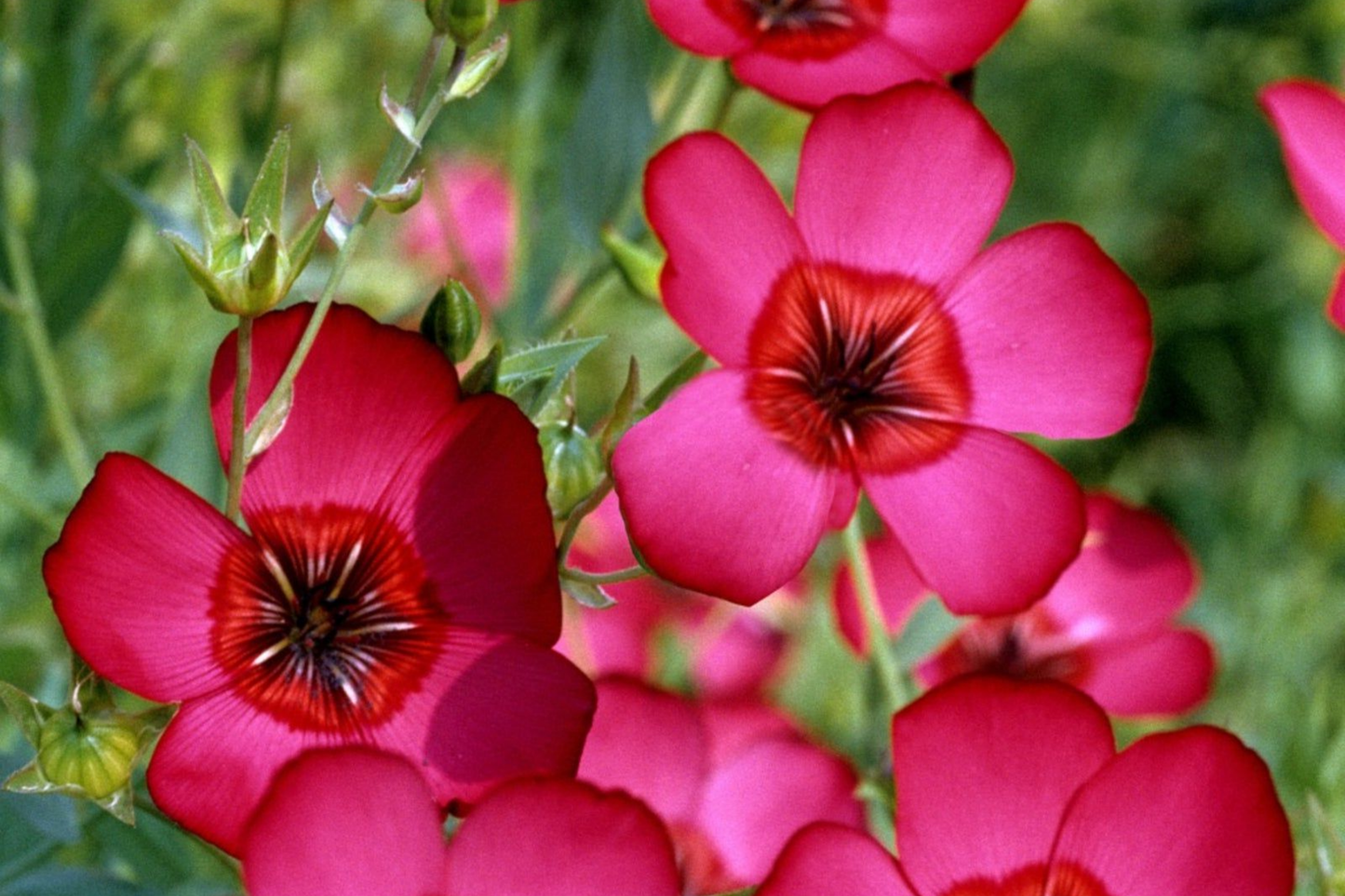 Scarlet Flax Seeds | Non-GMO Heirloom Garden Seeds | Bright Red Flowers | Linum usitatissimum