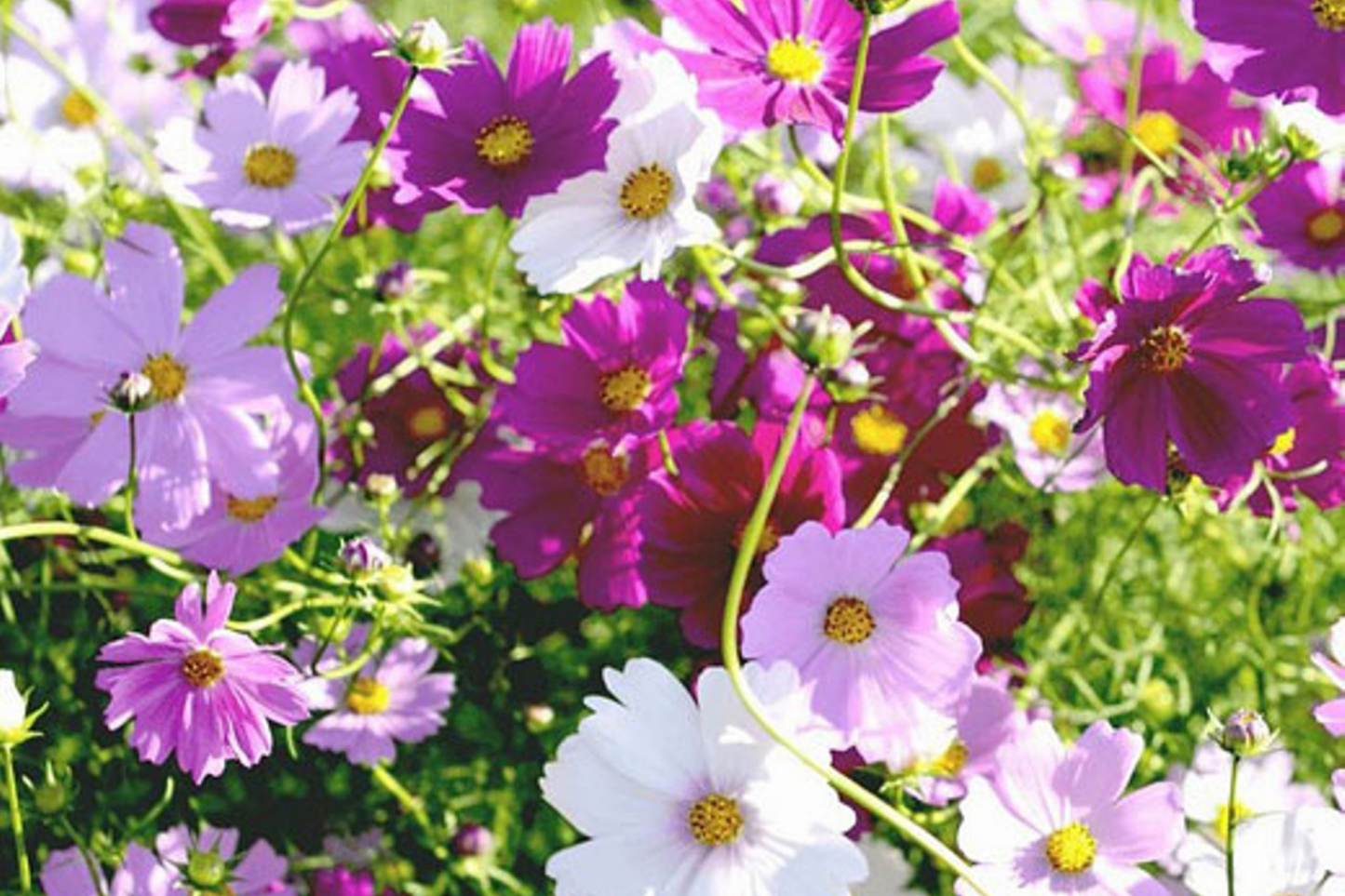 Cosmos Seeds - Bulk 5,000 - Sensation Mix - Cosmos Bipinnatus - Vibrant Flower Garden Seeds for Pollinators