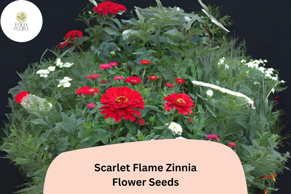 100+ Scarlet Flame Zinnia Seeds - Bright Red Blooms for Garden Planting, Borders & Bouquets - Zinnia elegans