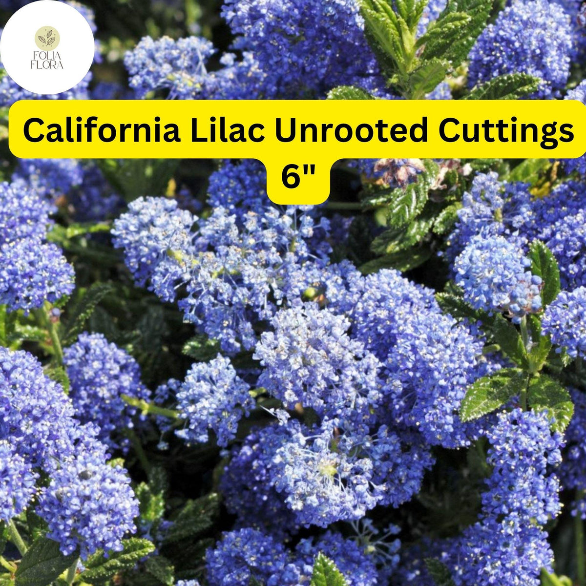 Ceanothus ‘California Lilac’ Cuttings | 3 Unrooted 6" Live Blue Flowering Shrub | Fast-Growing, Drought-Tolerant Plant