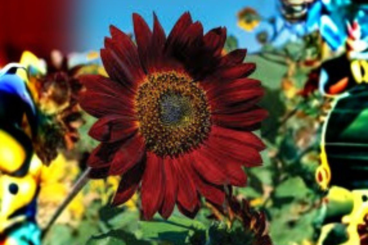 Velvet Queen Sunflower Seeds 1g | Deep Red Bronze Helianthus annuus for Borders & Pollinator Gardens