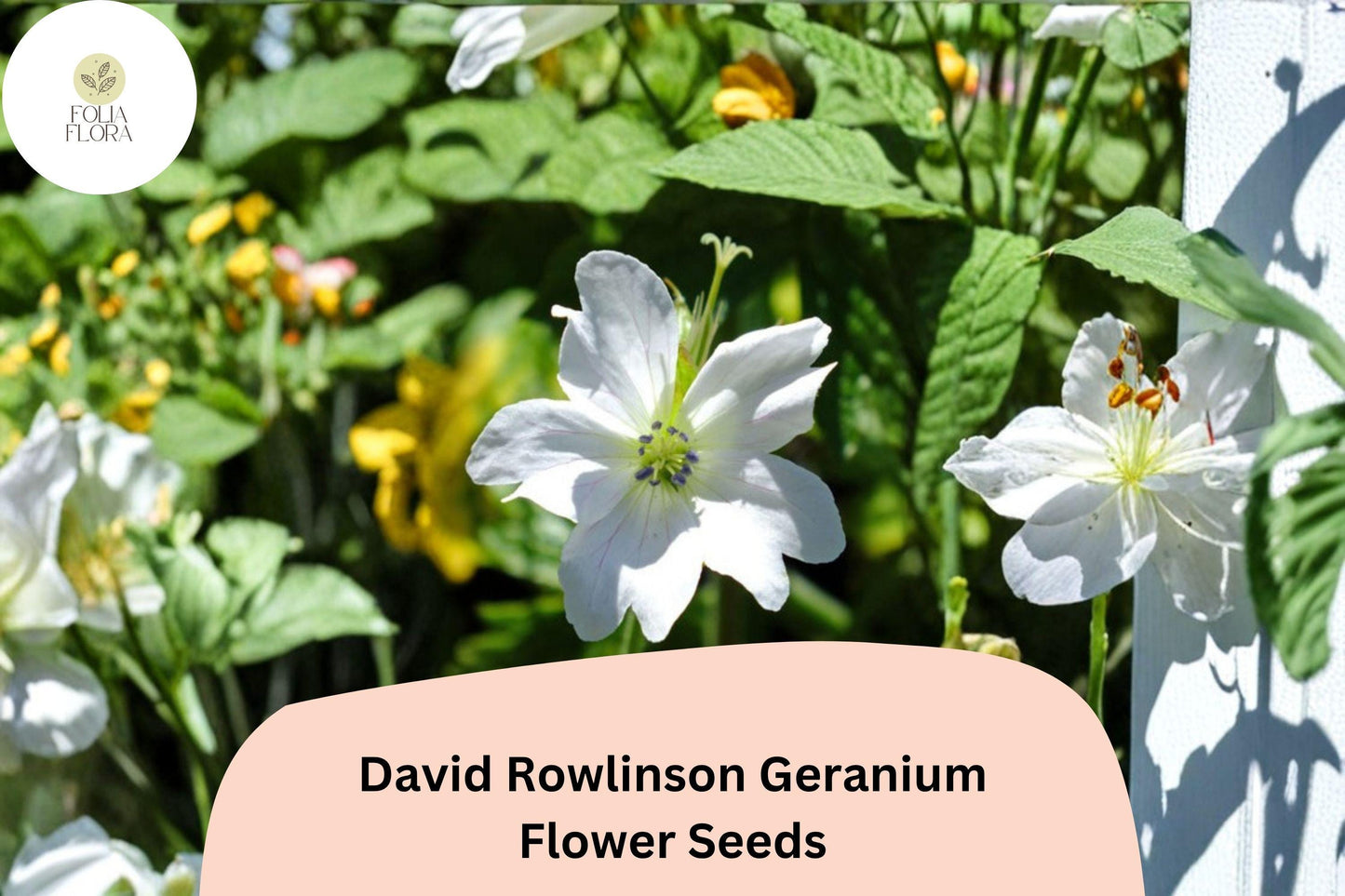 25+ David Rowlinson Geranium Seeds | White Hardy Perennial Ground Cover for Garden Borders