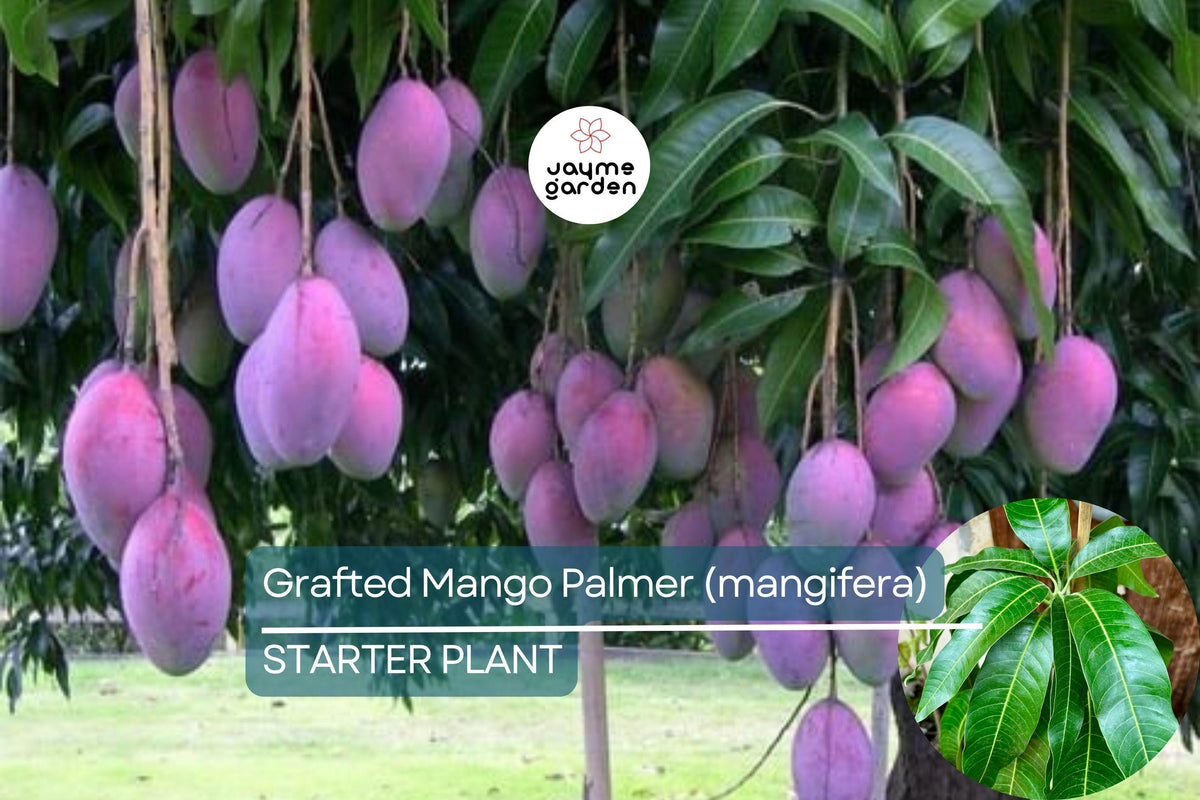 Grafted Palmer Mango Tree Starter 3'-4' - Live Tropical Mango Plant (Mangifera) for Juicy Purple Fruits, USDA Zones 9-11