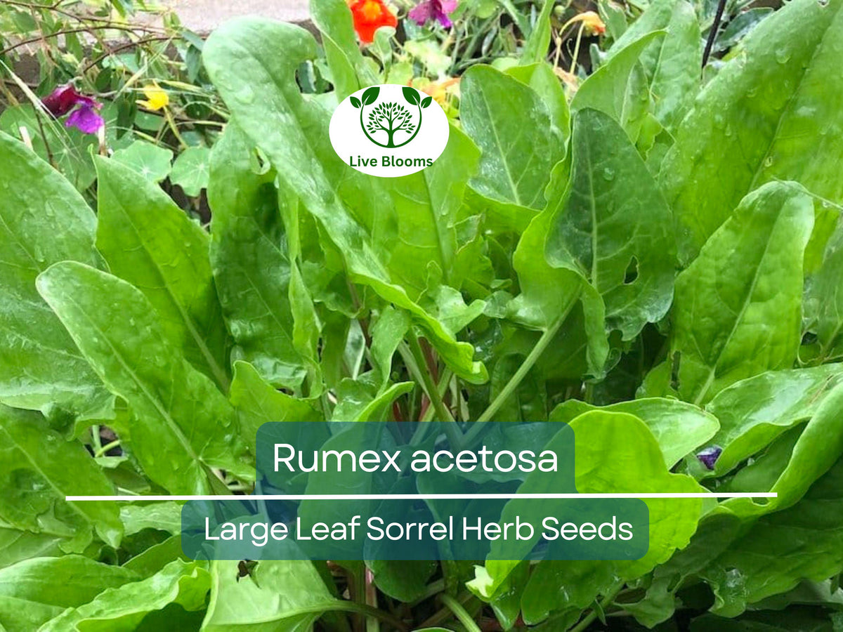 Large Leaf Sorrel Seeds 250 mg - Rumex acetosa Perennial Herb for Easy Growing, Tart Flavor, Perfect for Gardens and Containers