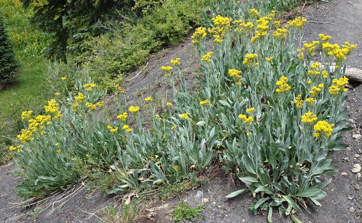 Senecio atratus Seeds β Tall Blacktip Ragwort, Native Perennial Wildflower, Pollinator-Friendly Plant, 100 Seeds