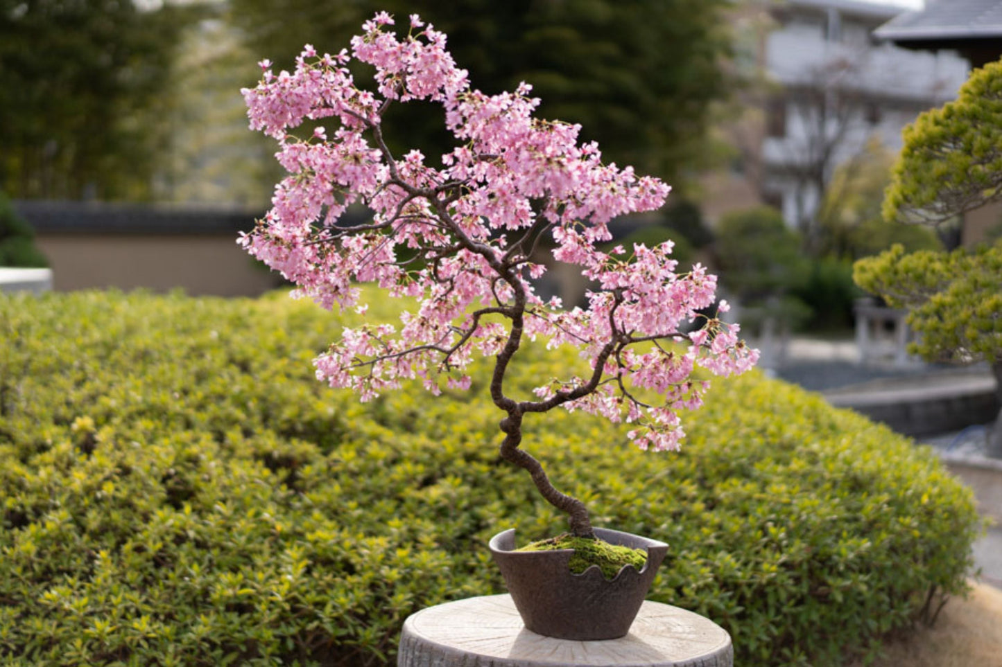 Japanese Cherry Blossom Bonsai Seeds, Pink Flowers, Prunus serrulata, Flowering Sakura Tree Seeds