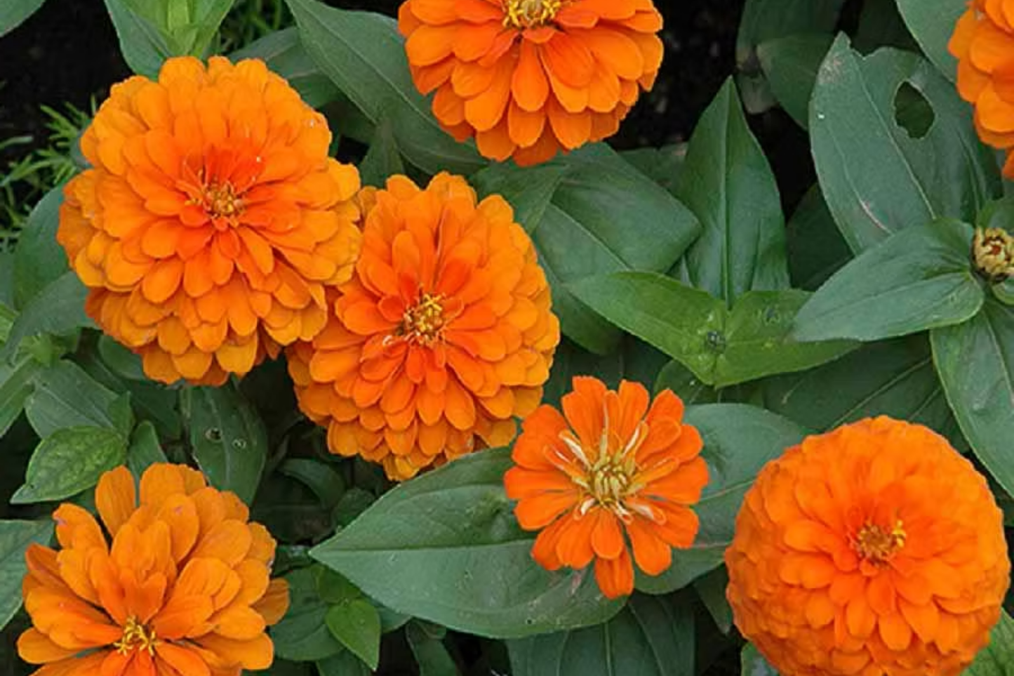 Giant Zinnia Seeds - Double Orange Flowers, Heirloom Orange King Zinnia, Zinnia elegans, 5" Blooms, Annual Garden Seeds