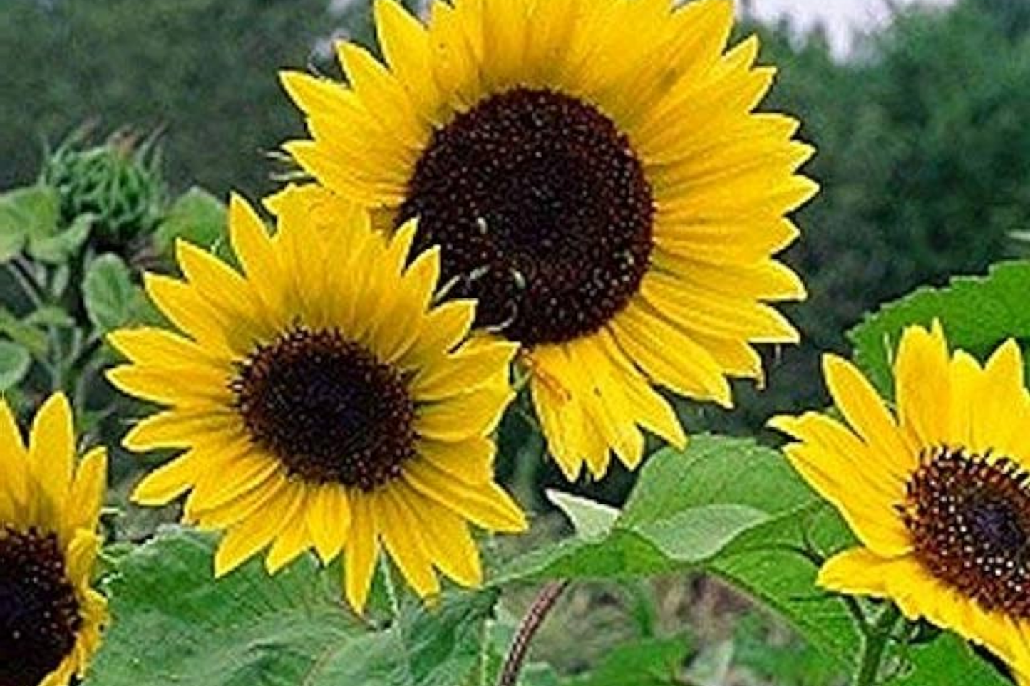 Mammoth Grey-Stripe Sunflower Seeds Bulk | Non-GMO Heirloom Helianthus annuus for Gardens & Landscaping