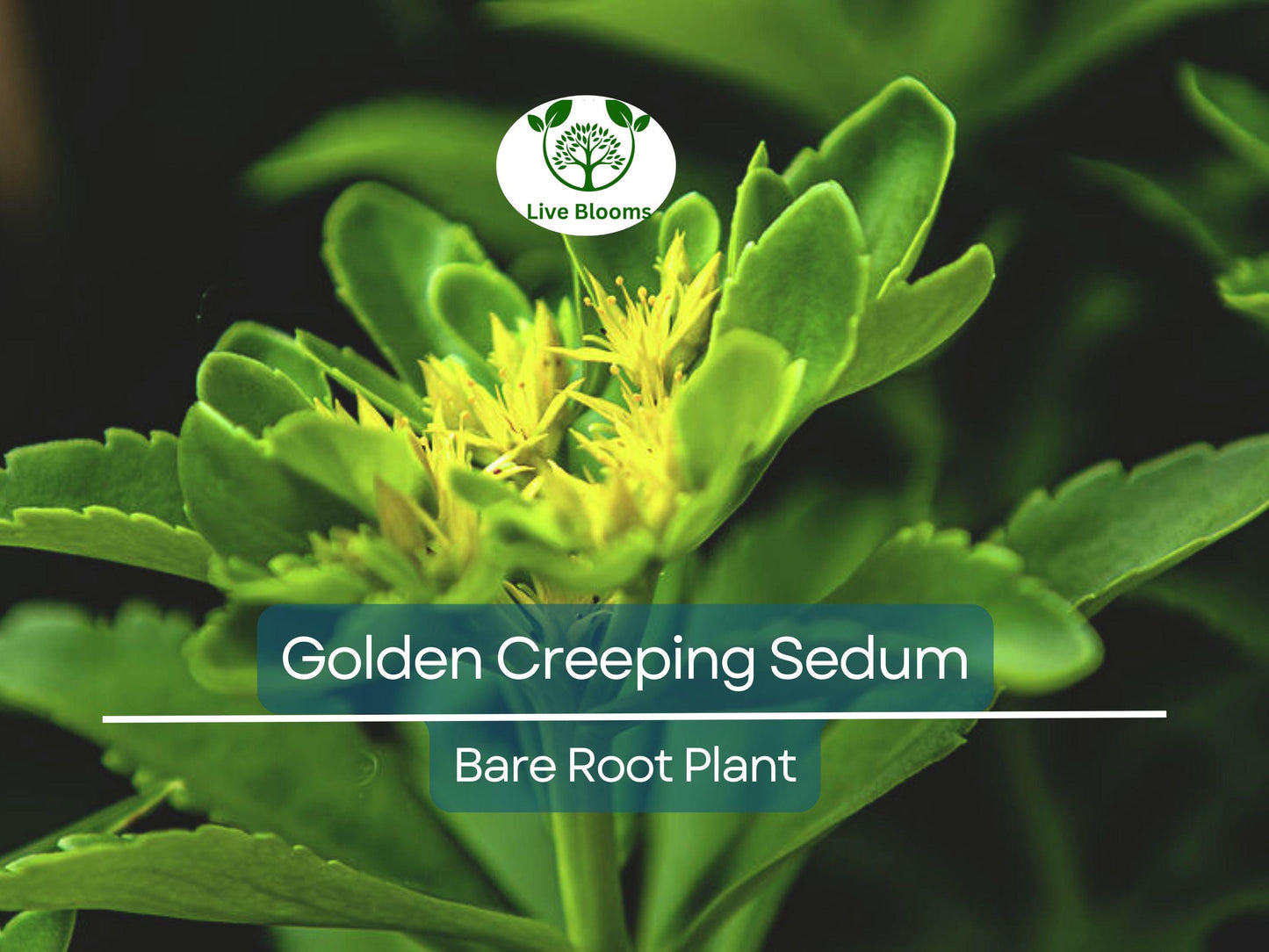 15 Golden Creeping Sedum (Sedum acre) Bare Root Plants - Drought Tolerant Yellow Perennial Ground Cover