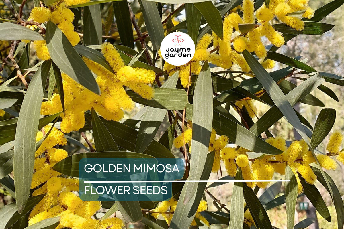 10 Golden Mimosa Tree Seeds, Acacia baileyana, Fast Growing, Yellow Wattle Flower, Drought Tolerant, Ornamental Tree Seeds