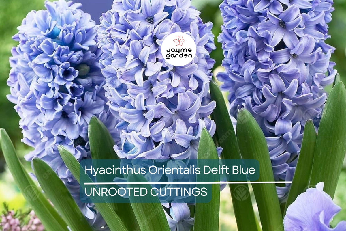 Delft Blue Hyacinth Bulbs - 2 Fragrant Perennial Bulbs, Hyacinthus Orientalis, Blue-Purple Flowers for Spring Gardens, Easy to Grow
