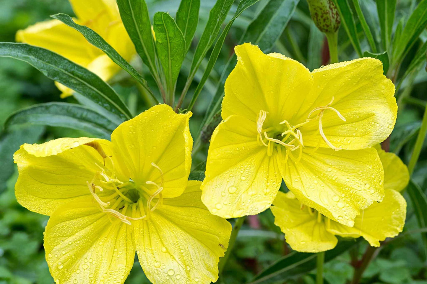 Missouri Yellow Primrose Seeds, Drought Tolerant, Yellow Flowers, Pollinator Magnet, Oenothera macrocarpa, 8-12 Inches Tall