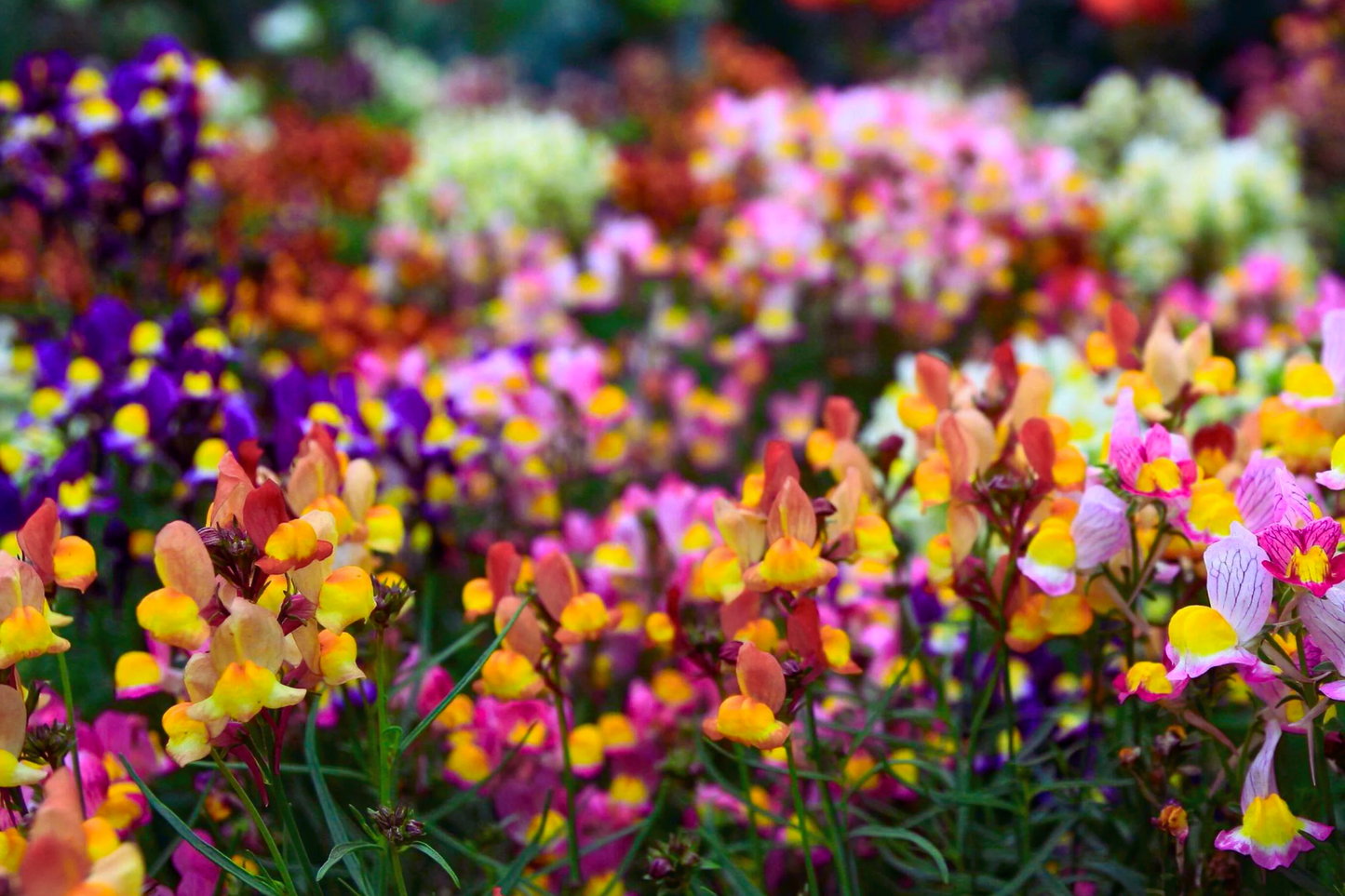 Fairy Bouquet Snapdragon Seeds - Antirrhinum majus Spurred & Baby Mix