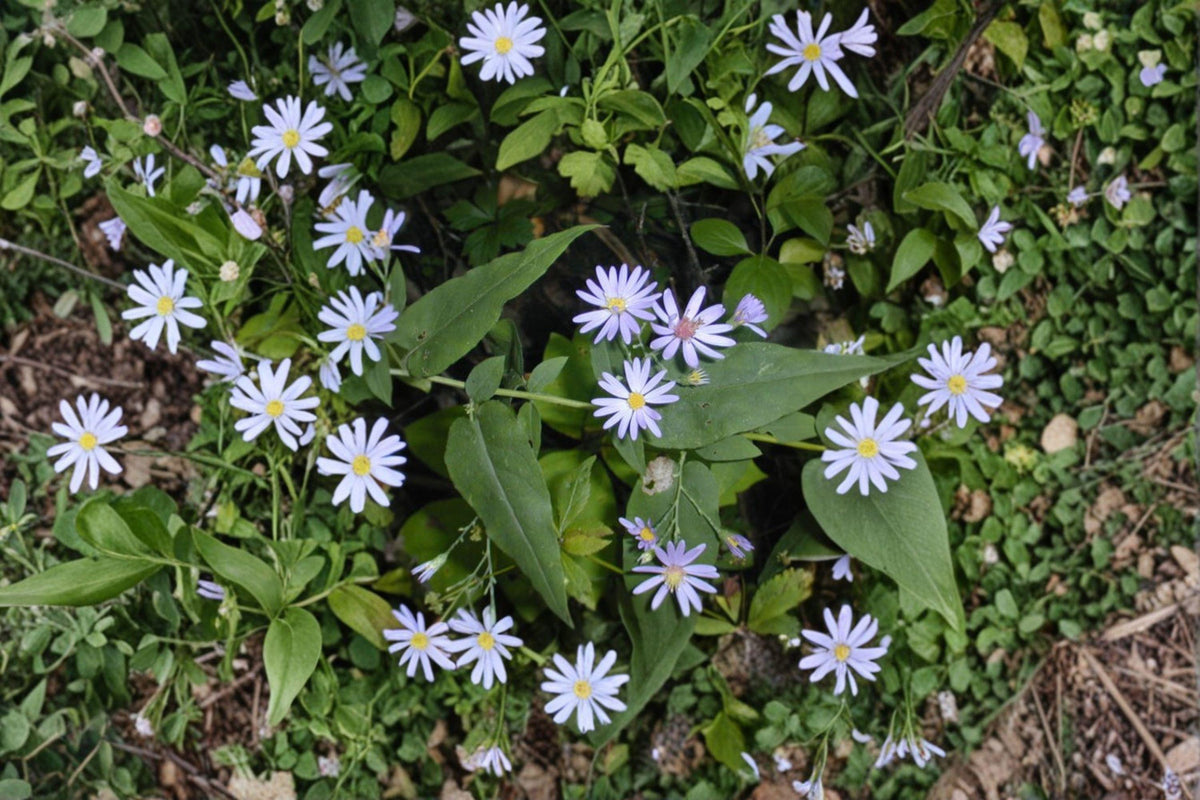 Short's Aster Seeds | 100 Seeds | Native Purple Wildflower | Symphyotrichum shortii | Pollinator Garden Plant