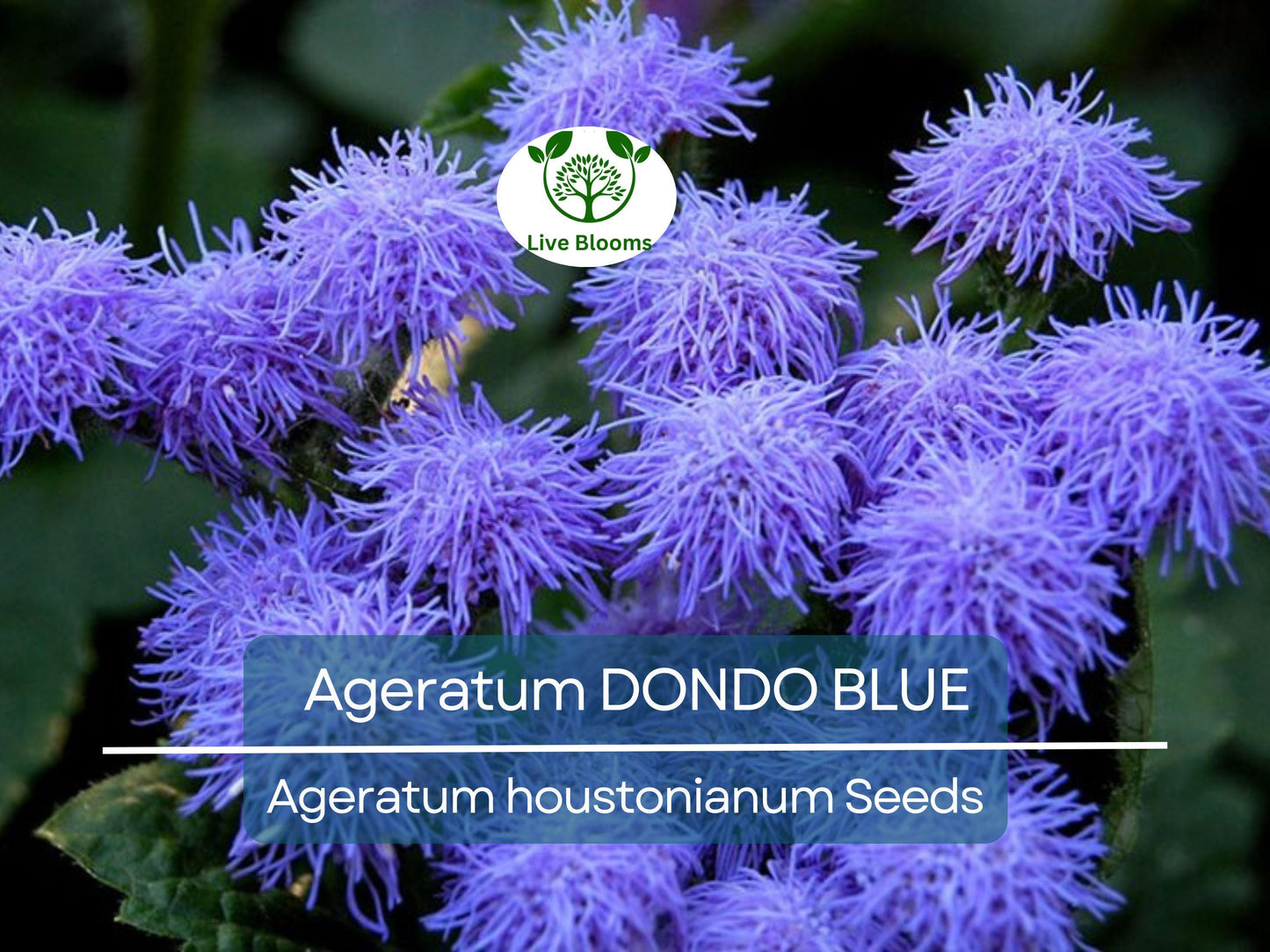 500 Seeds Ageratum DONDO BLUE - Non-GMO Floss Flower with Vibrant Blue Blooms, Pollinator-Friendly Garden Plant