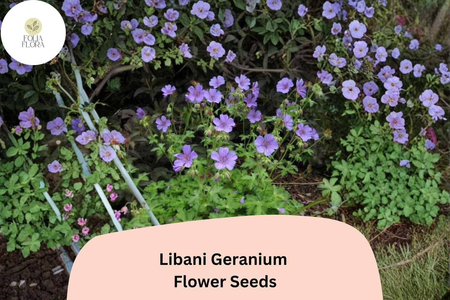 25+ Libani Geranium Seeds – Hardy Perennial with Purple Flowers for Garden Beds and Containers