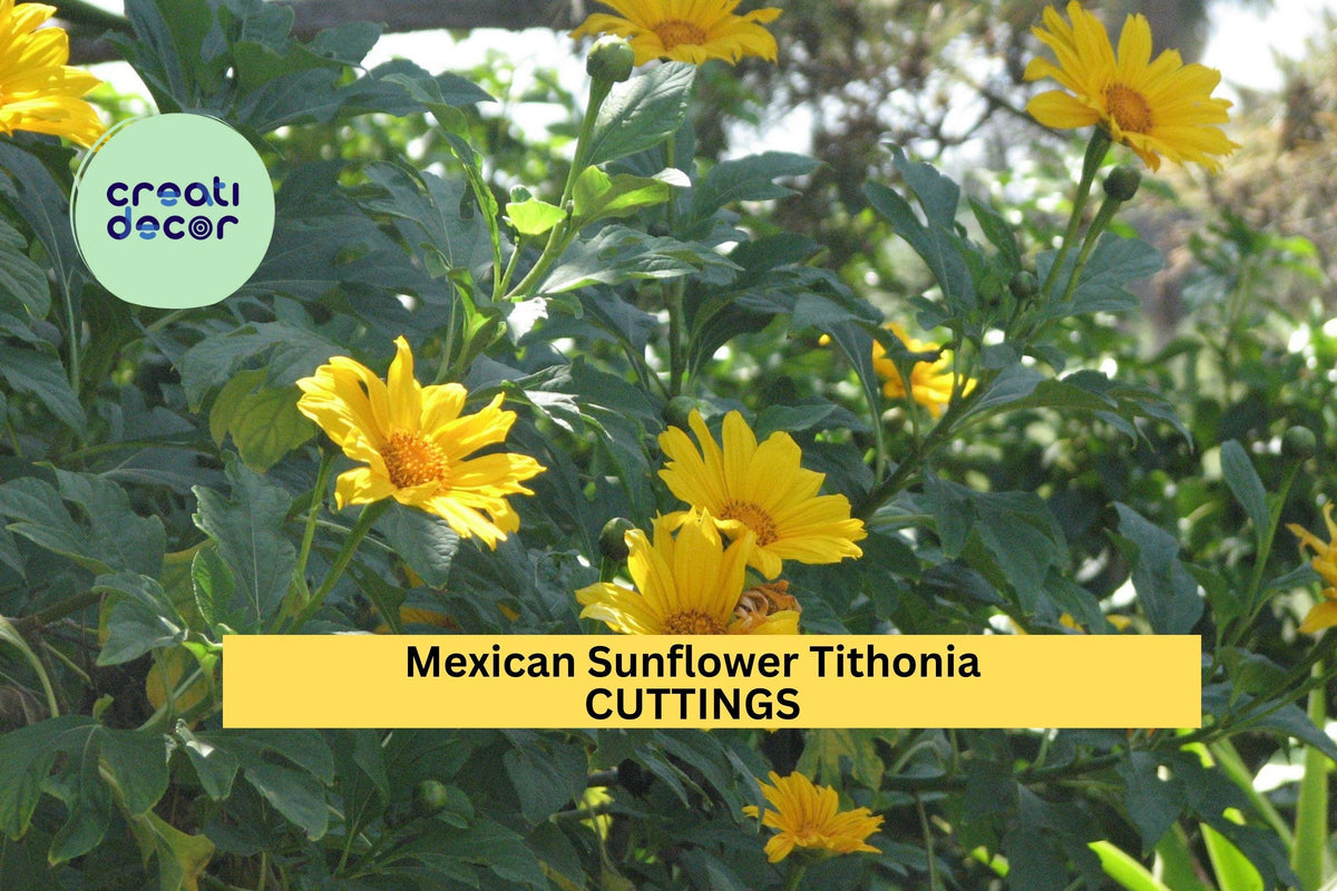 10 Organic Mexican Sunflower Cuttings | Tithonia diversifolia Perennial Plants for Sunny Gardens