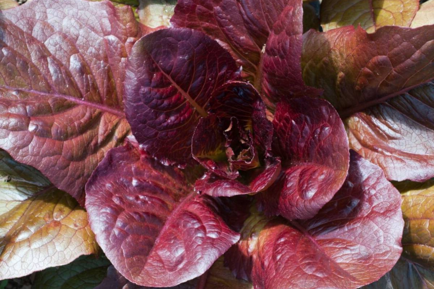 Red Romaine Lettuce Seeds | Non-GMO Red Cos Lettuce | Organic Heirloom Lactuca sativa