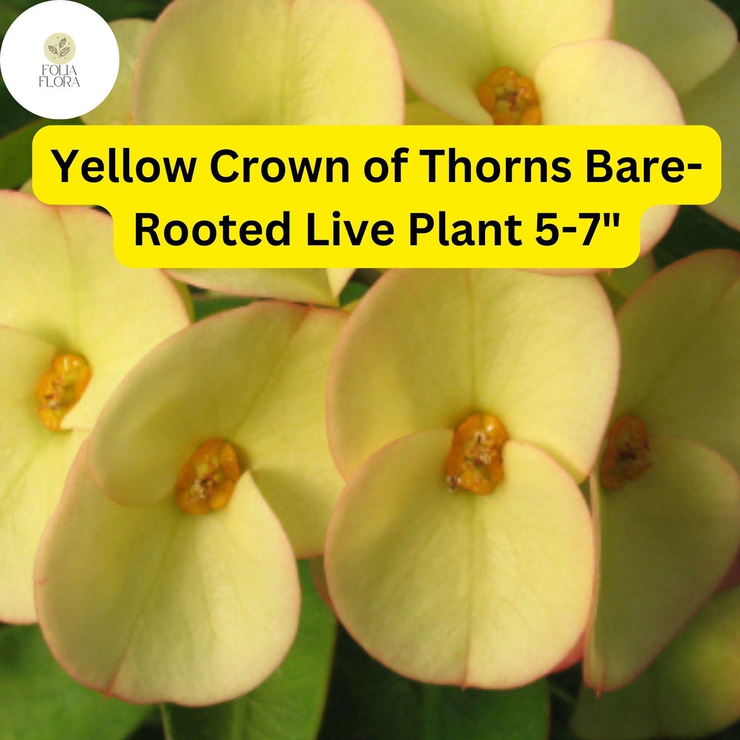 Euphorbia milii Yellow Crown of Thorns 5-7" Bare-Rooted Live Plant - Drought-Tolerant Succulent with Bright Yellow Flowers