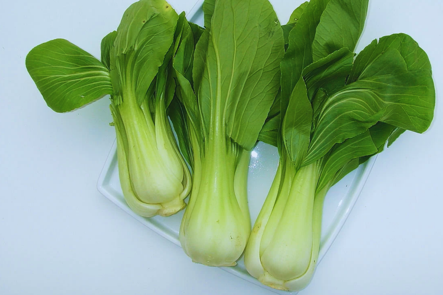 Canton Pak Choi Seeds - Long White Stem Taisai Bok Choy Heirloom Vegetable Seeds