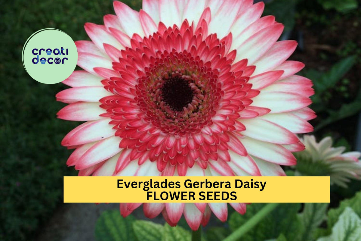 200+ Everglades Gerbera Daisy Seeds – Pink-Purple Blooms, Long-Stemmed Summer Annuals, Full Sun, Well-Drained Soil