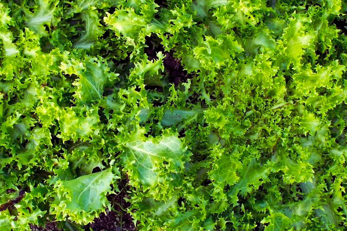 Frisee Endive Seeds - Green Curled Ruffec | Cichorium Endivia Vegetable Seeds