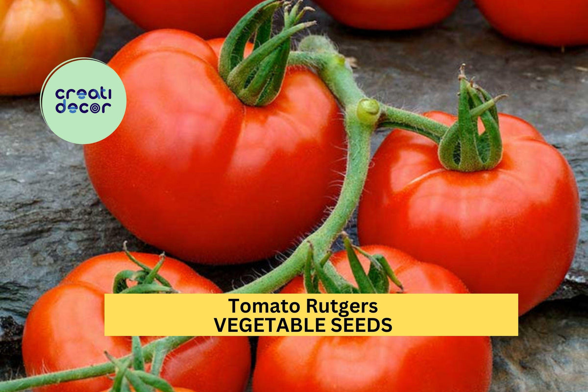 Rutgers Tomato Seeds 3pcs 100mg - Classic Heirloom, Juicy Red Tomatoes (Solanum lycopersicum) for Home Garden & Containers
