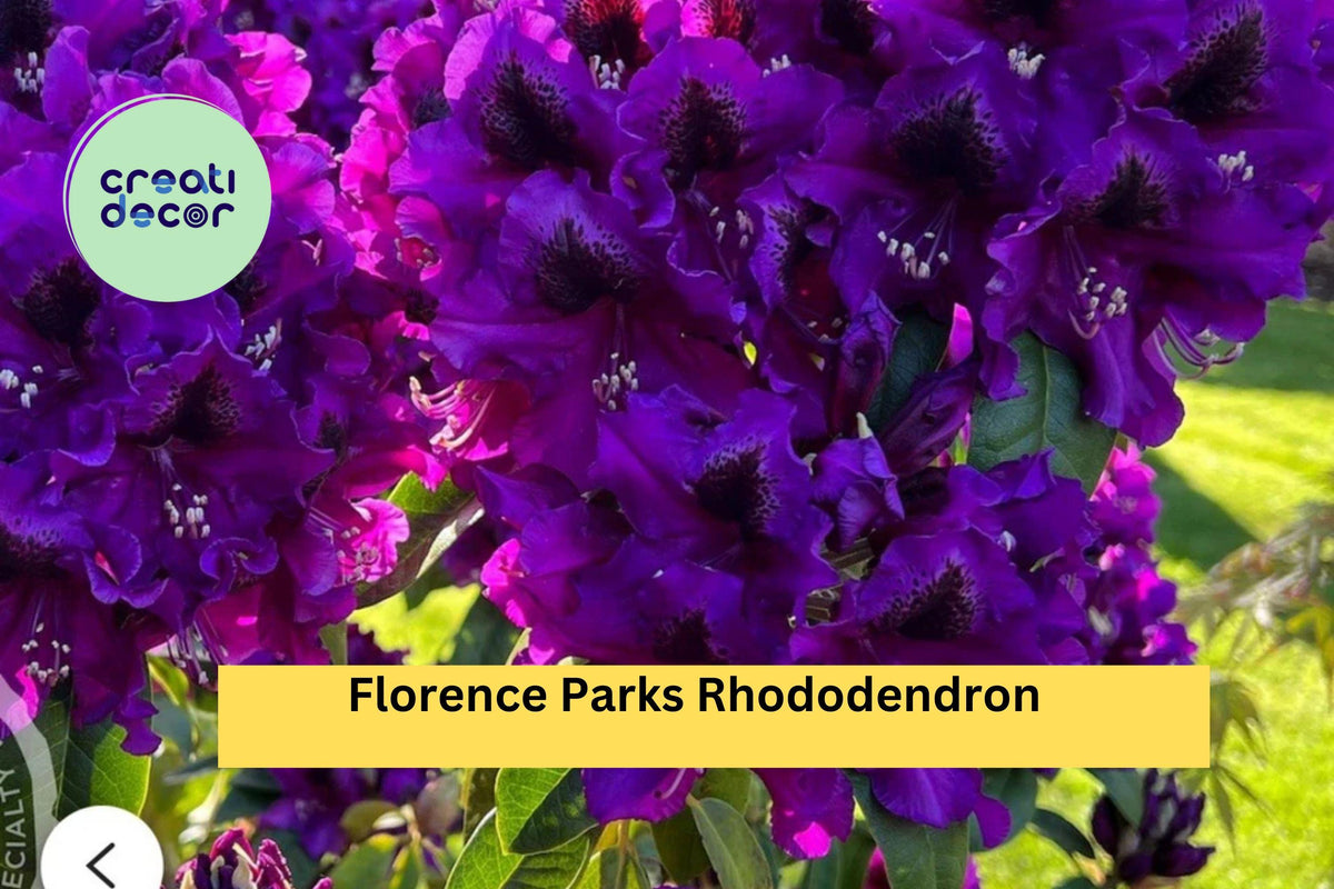 Rhododendron 'Florence Parks' Starter Plant | Live Rooted Evergreen Shrub with Purple Blooms | Rhododendron ‘Florence Parks’