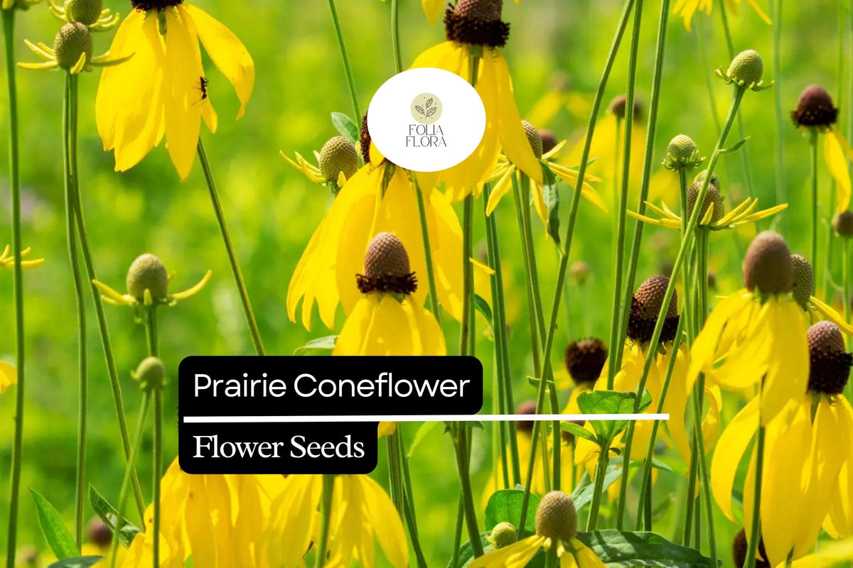 100mg Prairie Coneflower Seeds - Ratibida columnifera Native Wildflower for Pollinator Gardens