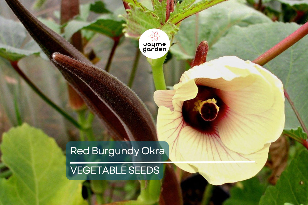 100 Red Burgundy Okra Seeds β Non-GMO Heirloom, Abelmoschus esculentus, Vibrant Red Pods, Perfect for Culinary Use