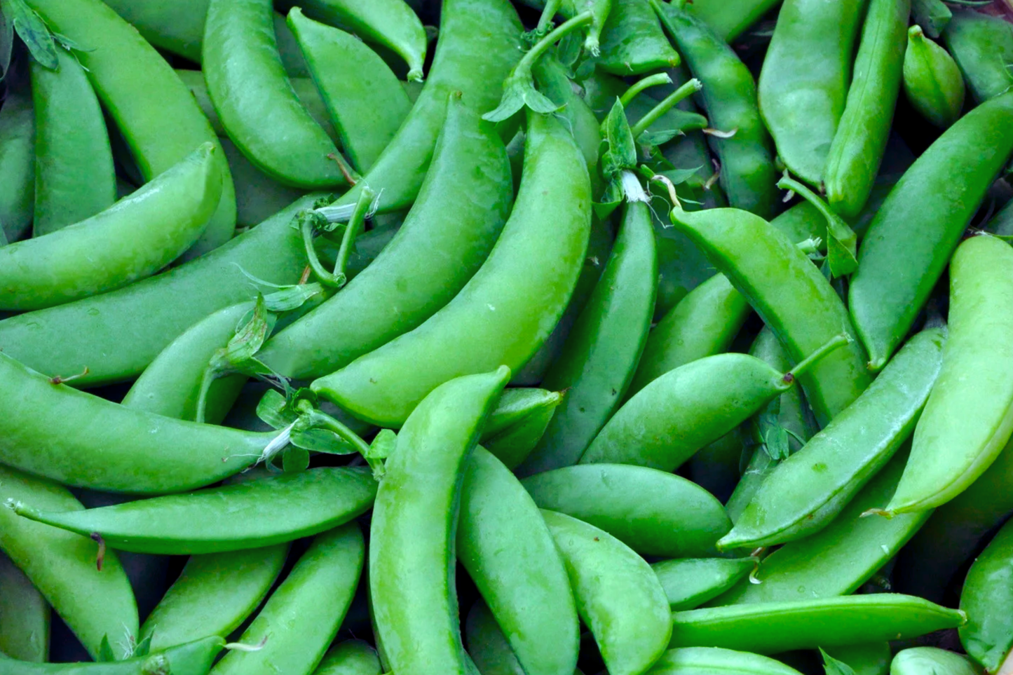 Sugar Snow Pea Seeds | NON-GMO Melting Sugar Variety | Pisum sativum