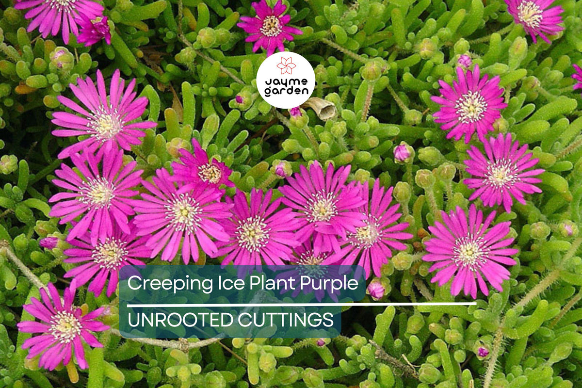 Creeping Ice Plant Cuttings | 10 Rare Purple/Pink Blooms | Delosperma sp. | Drought-Tolerant Ground Cover Succulent
