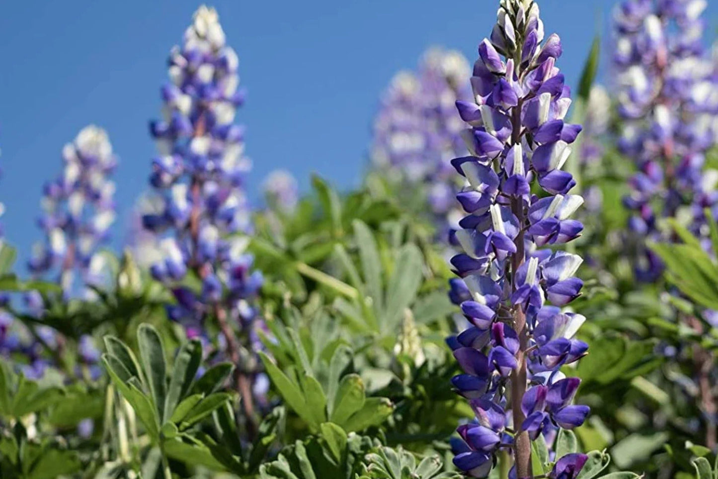 Arroyo Lupine Seeds, Lupinus succulentus, Wildflower Seeds, Purple-Blue & White Blooms, Drought Tolerant, USDA Zones 3-9