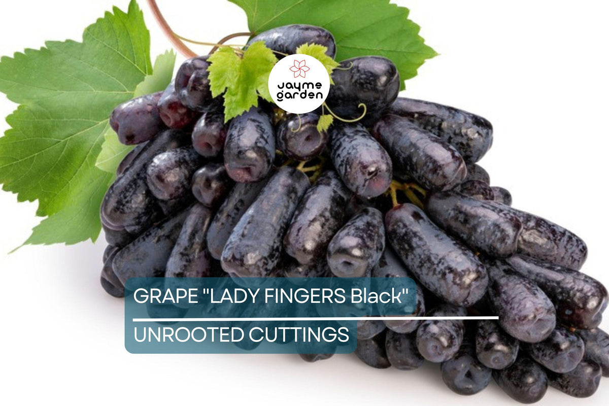 Ladyfingers Black Grape Cuttings - 3 Unrooted Scion Wood - Vitis vinifera ‘Ladyfingers Black’ - Organic Waxed Ends for Easy Rooting