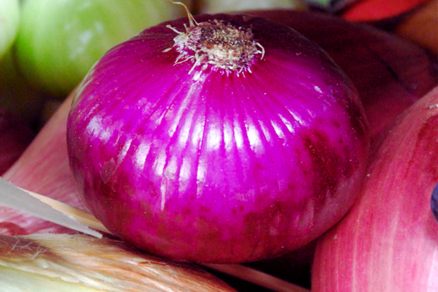 Flat Red Cipollini Onion Seeds - Italian Red Marble Variety - Allium cepa