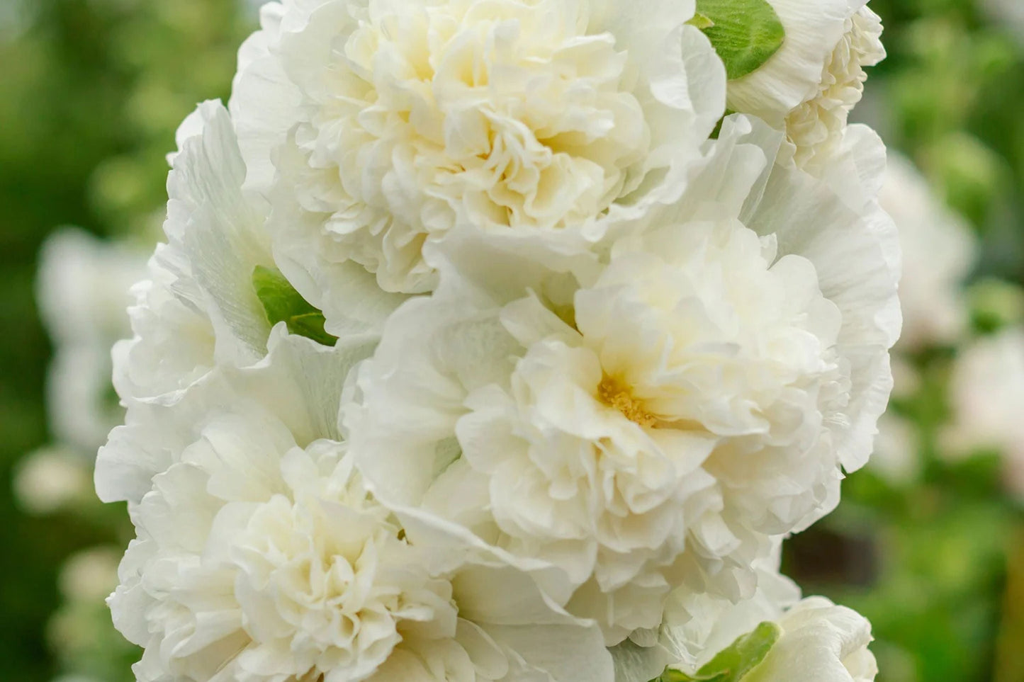 Chaters Double White Hollyhock Seeds | Alcea rosea | Fully Double White Blooms | Tall Garden Flowers for Borders & Pollinators